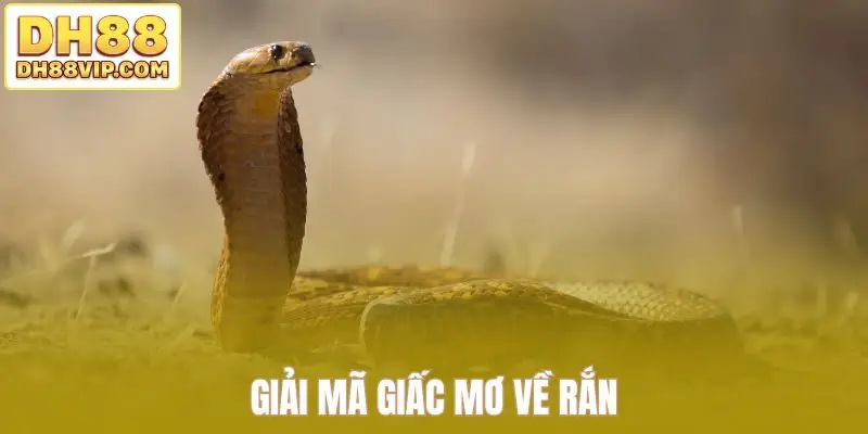 Giải mã giấc mơ về rắn